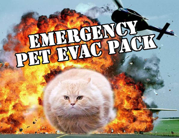 PIc of Cat Explosive