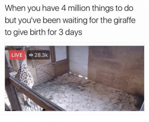 Pic of Watching a Giraffe Give Birth